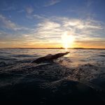 activités aquatiques en mer à Gruissan